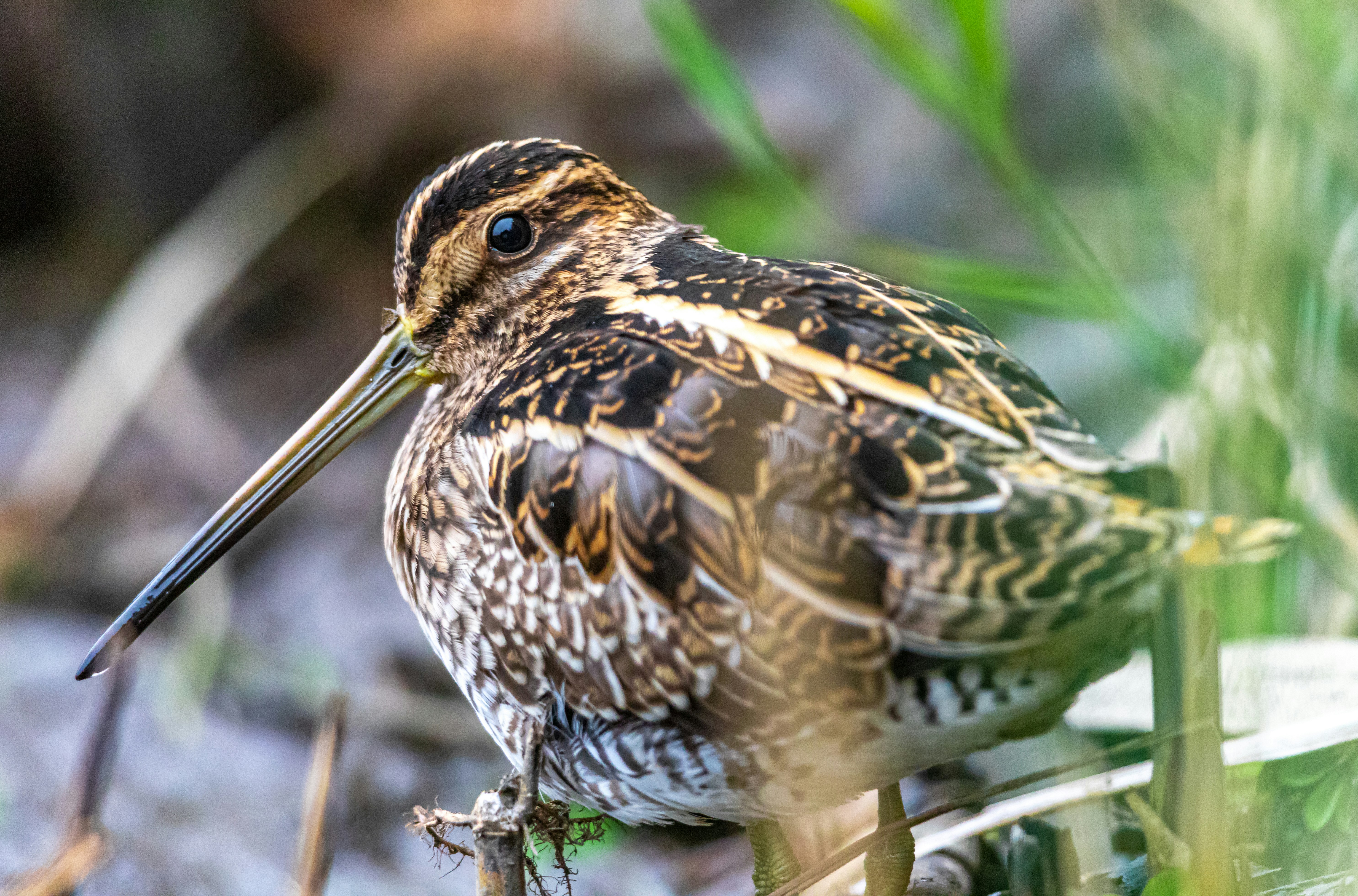 selective focus photography of brown bird beside green grass